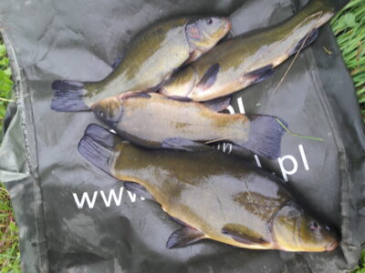 Tench ×4 — Užvenčio