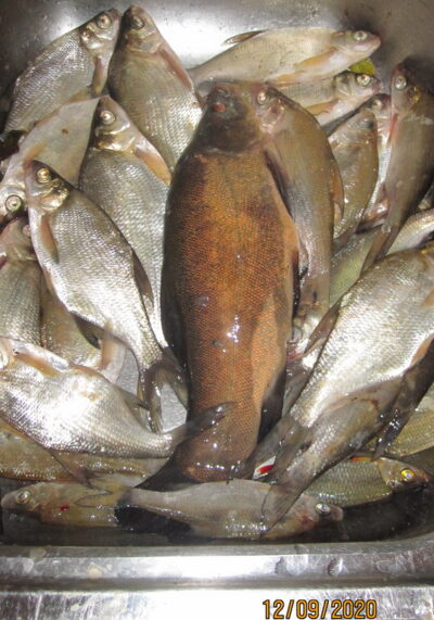 Tench, 0.6 kg