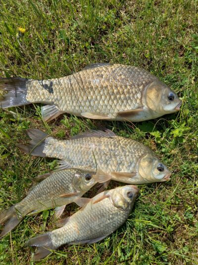 Prussian carp ×4