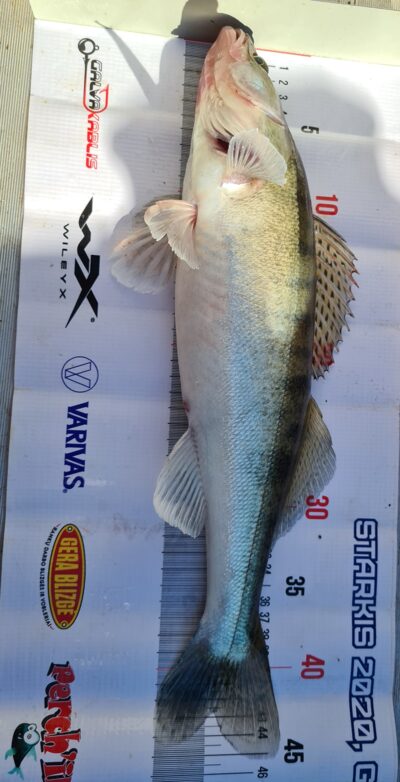 Pike perch