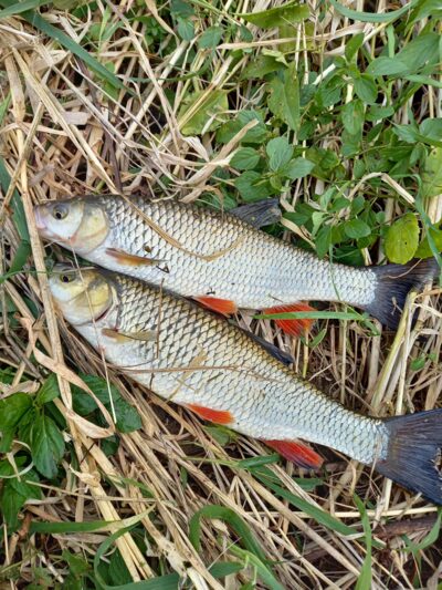 chub ×2 — Neman River