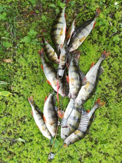 Eurasian perch ×13 — Sartai