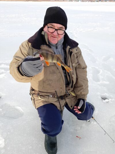 Eurasian perch