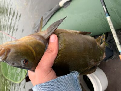 Tench, 0.7 kg — Leliūnų
