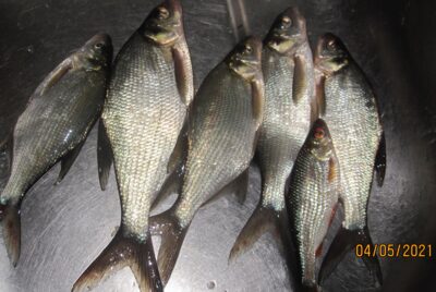 Carp bream ×6 — Pakumulšių II-asis