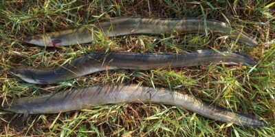 European eel