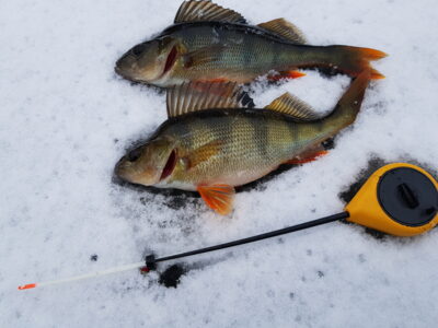 Eurasian perch ×2 — Žiežulis