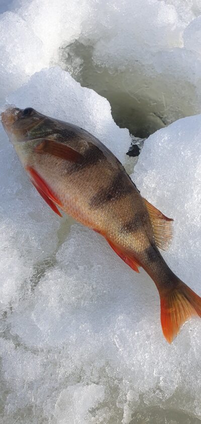 Eurasian perch
