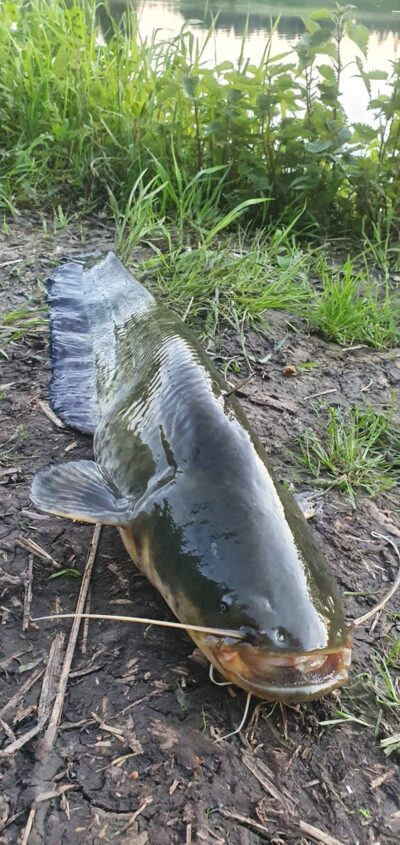 Wels catfish, 2.9 kg