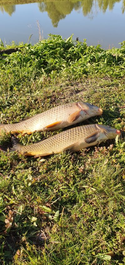 Carp ×2 — Daugavas - Misas kanāls