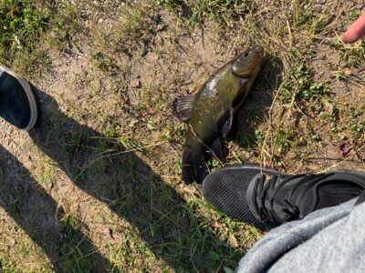 Tench, 0.4 kg — Leliūnų