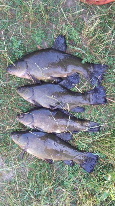 Tench