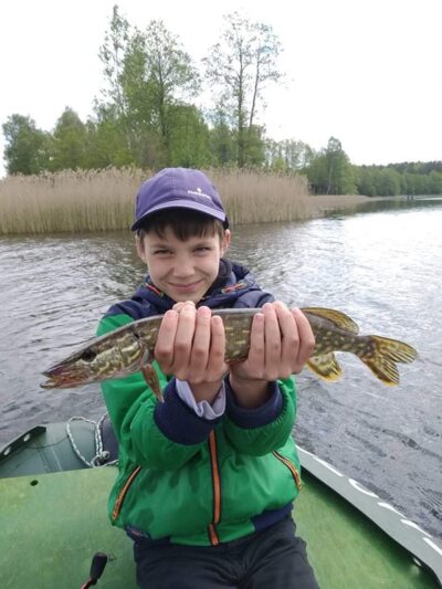 Northern Pike, 0.5 kg — Dringis