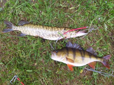 Northern Pike