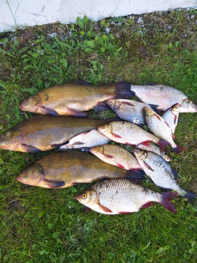 Tench