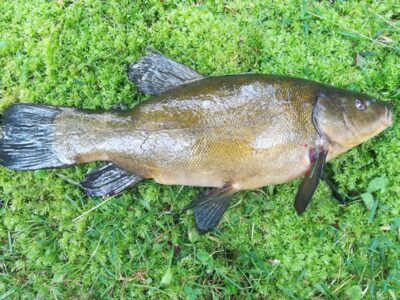 Tench — Sartai