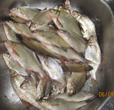 Silver Bream ×28 — Pakumulšių II-asis