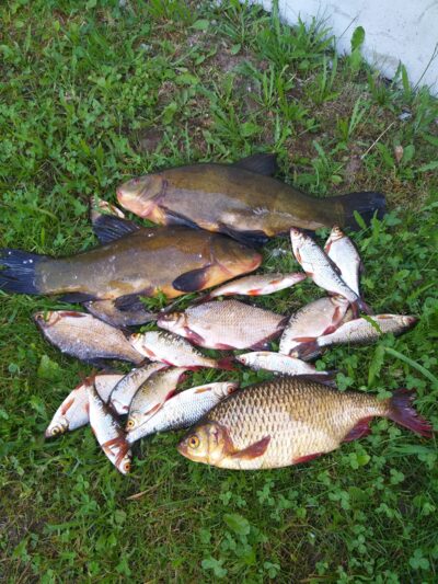 Tench