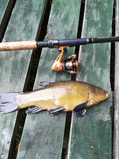 Tench — Sartai