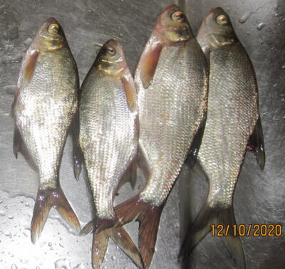 Silver Bream ×4