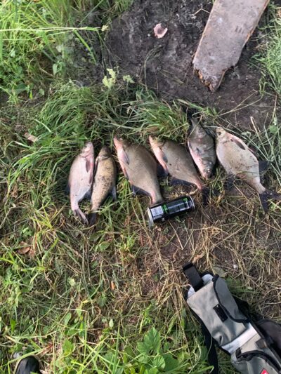 Carp bream ×6 — Rubikių