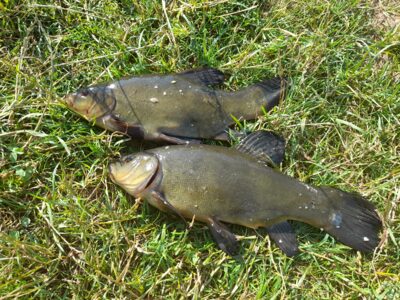 Tench