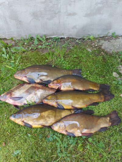 Tench