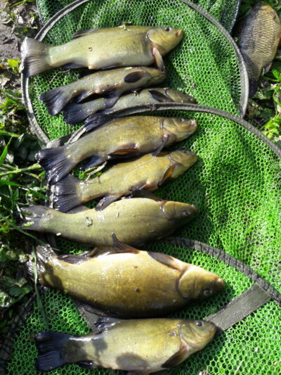 Tench ×8