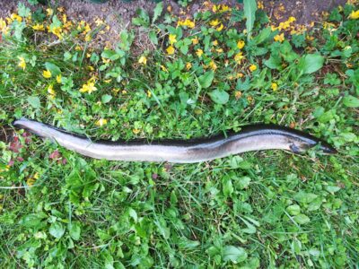 European eel