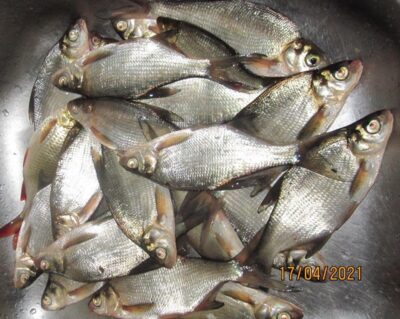 Silver Bream ×21