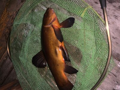 Tench, 1.5 kg
