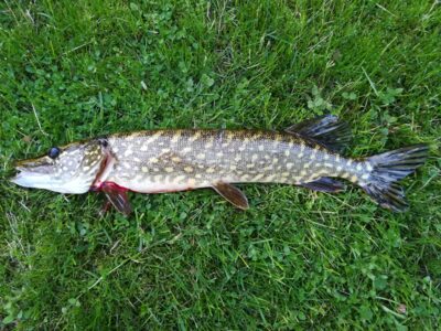 Northern Pike — Sartai