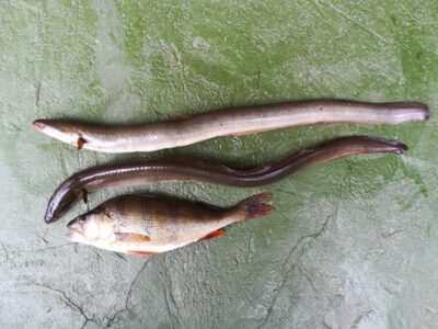 European eel ×2