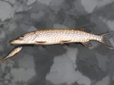 Northern Pike ×2