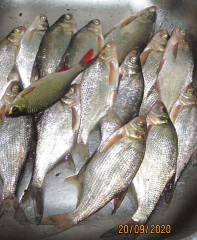 Silver Bream ×14 — Pakumulšių II-asis