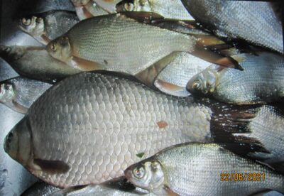Prussian carp, 0.9 kg