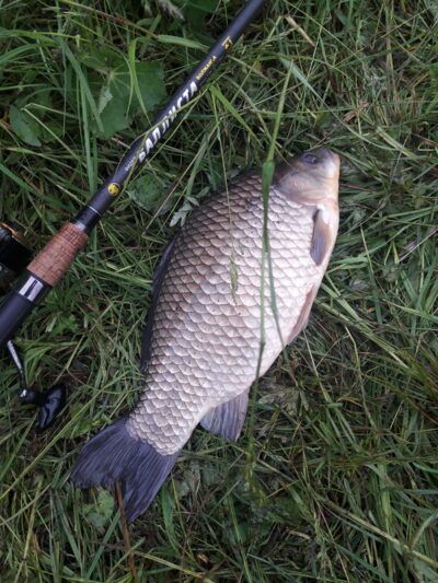 Prussian carp ×2 — Užvenčio