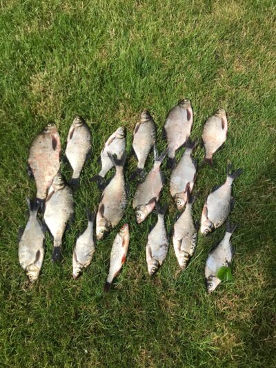 Carp bream ×20