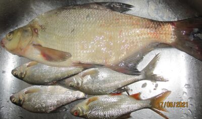 Carp bream, 0.9 kg