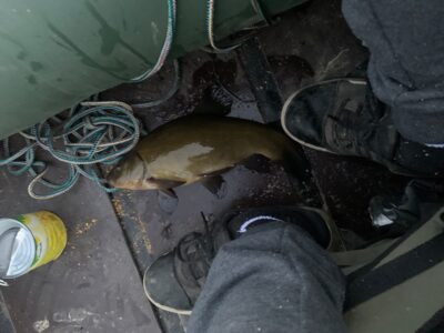 Tench, 0.7 kg — Leliūnų