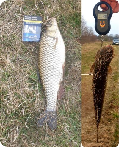 chub, 1.0 kg — Merkys