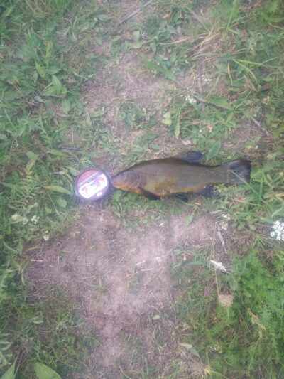 Tench, 1.0 kg