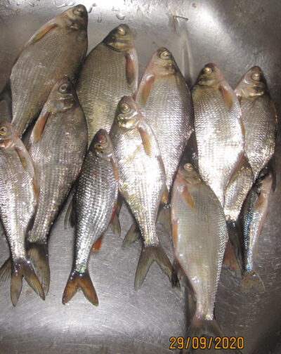 Silver Bream ×8 — Pakumulšių II-asis
