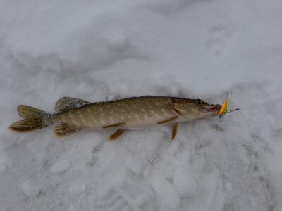 Northern Pike