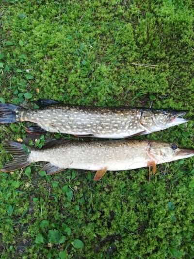 Northern Pike ×2