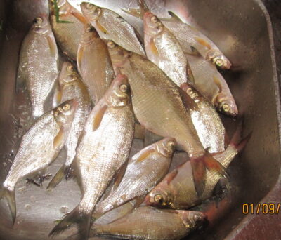 Silver Bream ×16 — Pakumulšių II-asis