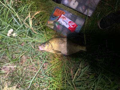 Carp bream, 1.2 kg — Rubikių