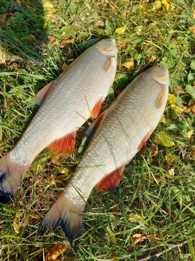 chub ×2 — Neman River