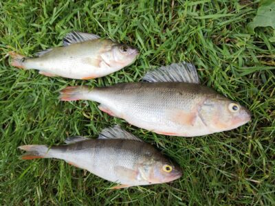 Eurasian perch ×3 — Kuršių