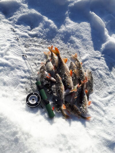 Eurasian perch ×15